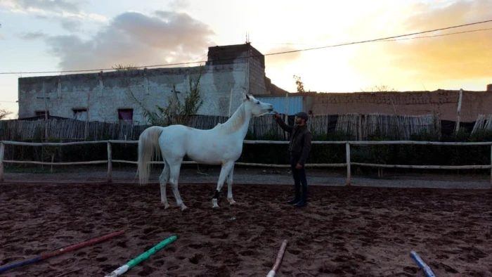 Marrakech : Visite privée à cheval dans la palmeraie avec thé - activities for rent on RENTS.ma