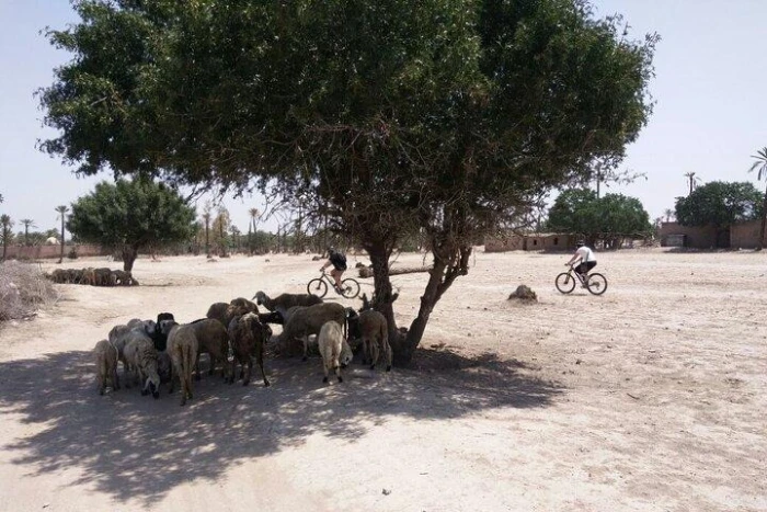 The Palmery Off-Road Bike Tour from Marrakech - activities for rent in marrakech - RENTS.ma