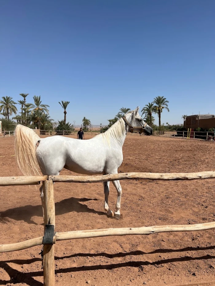 Horse Riding in Rabat - activities for rent in rabat - RENTS.ma