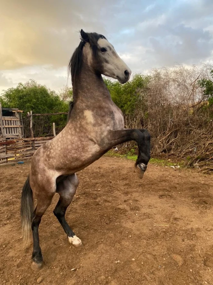 Horseback Riding - Les Cavaliers D’Essaouira - activities for rent in essaouira - RENTS.ma