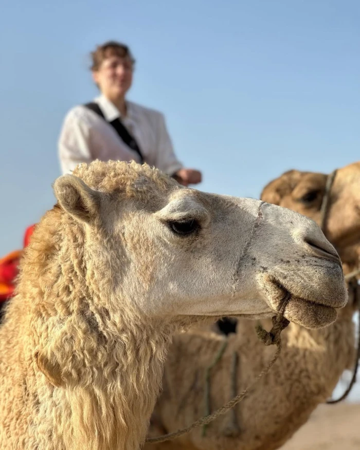 Camel Ride in Paradise – Essaouira - activities for rent in essaouira - RENTS.ma