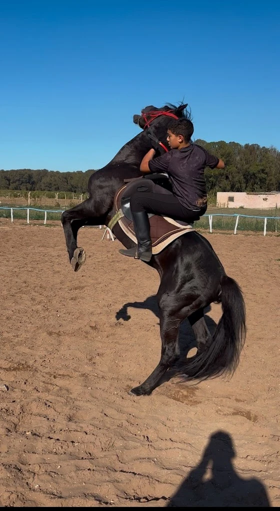 horseback riding El Jadida - Mazagan Horseriders - activities for rent in el-jadida - RENTS.ma