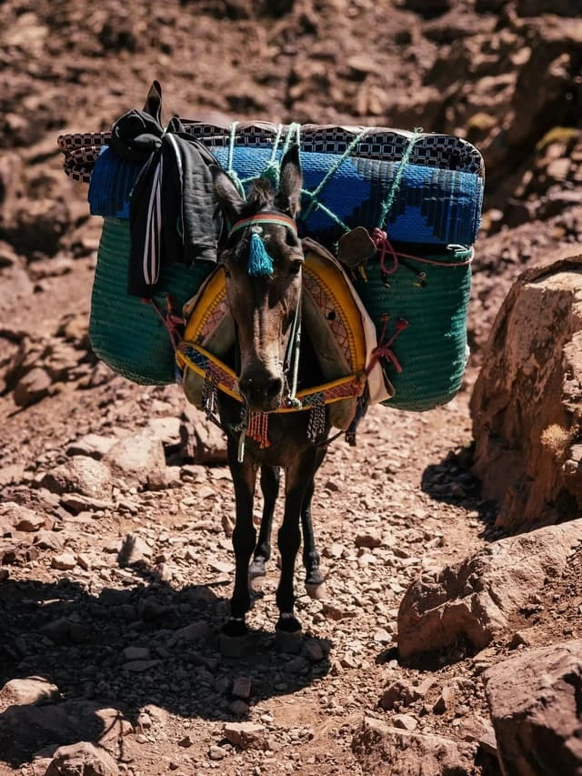 2 Days Mount Toubkal trek from Marrakech - activities for rent on RENTS.ma