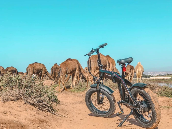 Shine n Ride Agadir Ebike Tour and Rental - bicycles for rent in agadir - RENTS.ma