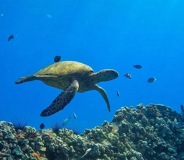 ScubaLife Belyounech - Dive into the Beauty of the Mediterranean - diving for rent in hoceima - RENTS.ma