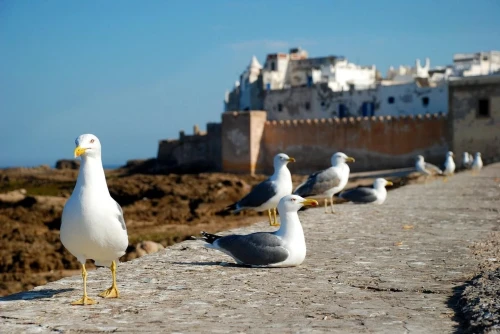 Essaouira City Bike Tours - activities for rent in marrakech - RENTS.ma