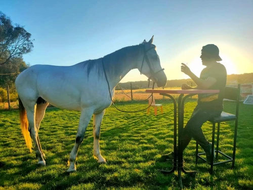 Horseback Riding El Jadida - Club d'équitation - activities for rent in el-jadida - RENTS.ma