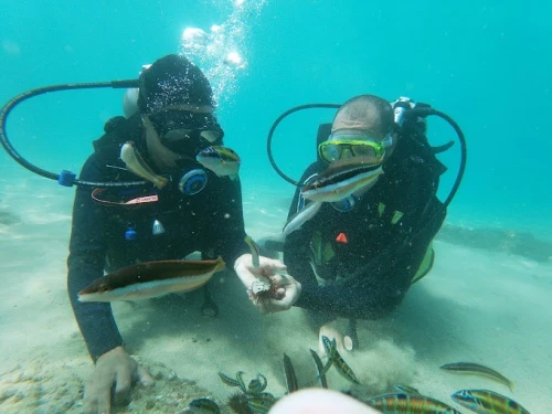 Diving Adventures at Al Hoceima Club Plage Cala Bonita - diving for rent in hoceima - RENTS.ma