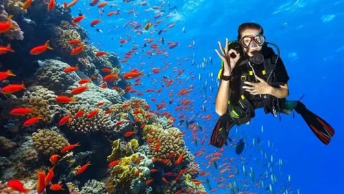 ScubaLife Belyounech - Dive into the Beauty of the Mediterranean - diving for rent in hoceima - RENTS.ma
