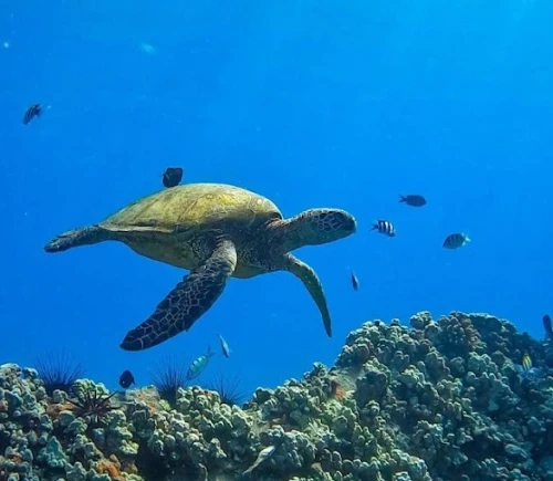 ScubaLife Belyounech - Dive into the Beauty of the Mediterranean - diving for rent in hoceima - RENTS.ma