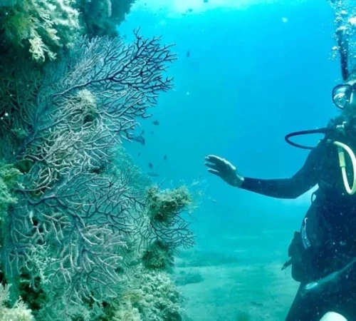 3-Day Scuba Diving Adventure in Nador – Samuku Adventures - diving for rent in nador - RENTS.ma