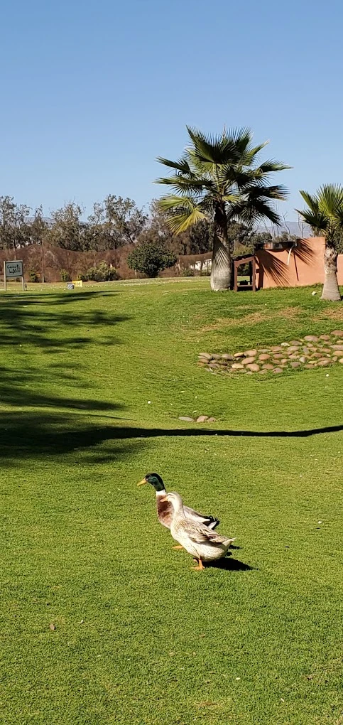Golf Training Center Agadir - golf for rent in agadir - RENTS.ma