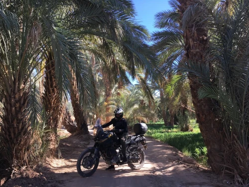 Agence de location Quad Moto Scooter Et Vtt Marrakech - scooters for rent in marrakech - RENTS.ma