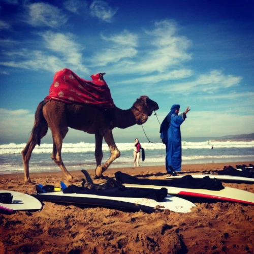 Surf Town Morocco - Surf school in Tamraght - surf for rent in taghazout - RENTS.ma