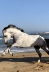 Horseback Riding - Les Cavaliers D’Essaouira - activities for rent in essaouira - RENTS.ma