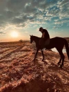 1H30min de Balade Privée à cheval à la palmeraie